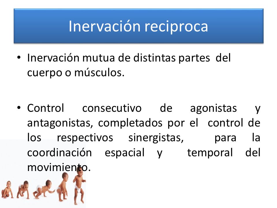 Inervación reciproca Inervación mutua de distintas partes del cuerpo o músculos.