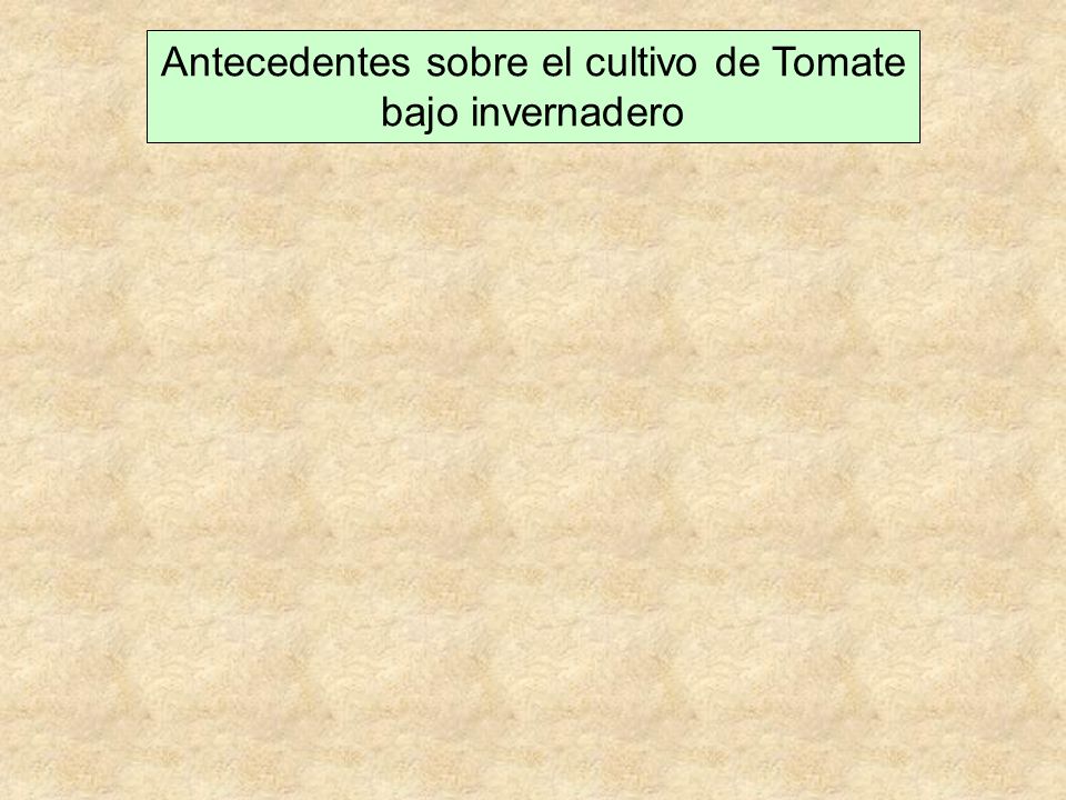 Antecedentes sobre el cultivo de Tomate bajo invernadero