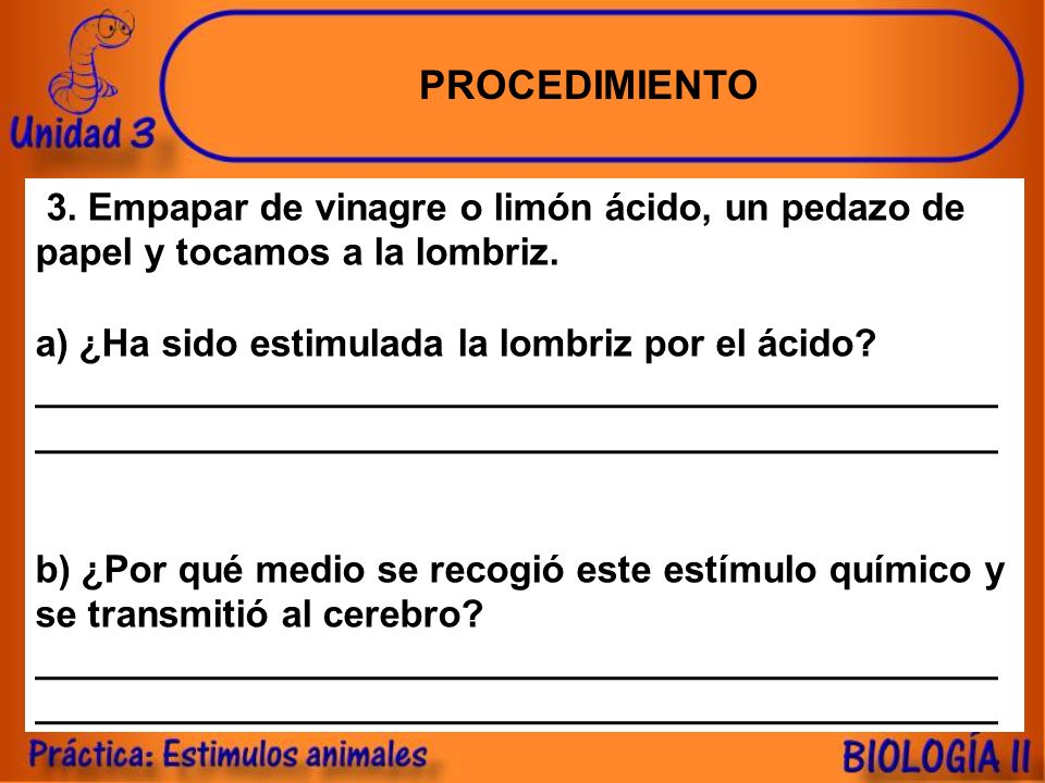 PROCEDIMIENTO 3. Empapar de vinagre o limón ácido, un pedazo de papel y tocamos a la lombriz. a) ¿Ha sido estimulada la lombriz por el ácido