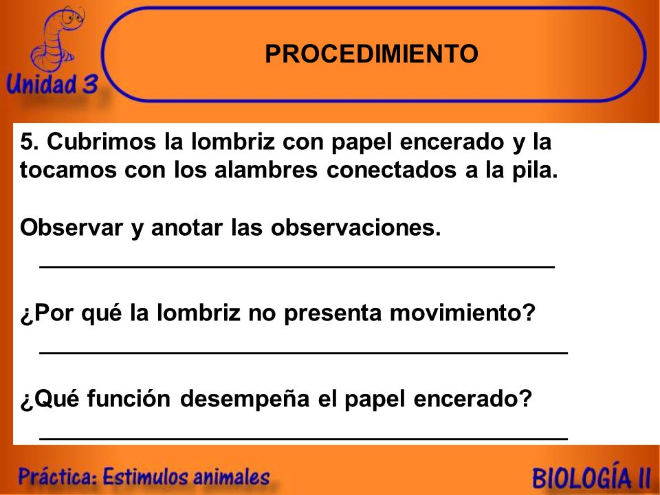 PROCEDIMIENTO 5. Cubrimos la lombriz con papel encerado y la tocamos con los alambres conectados a la pila.