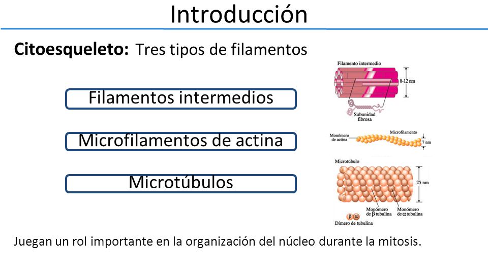 Introducción Citoesqueleto: Tres tipos de filamentos