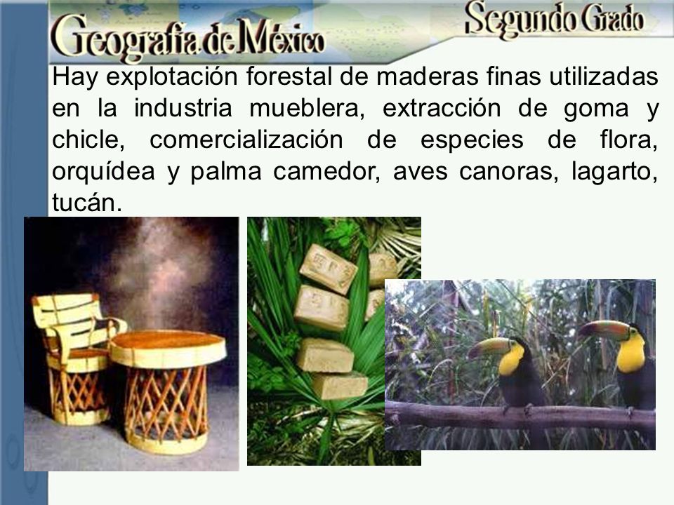 Hay explotación forestal de maderas finas utilizadas en la industria mueblera, extracción de goma y chicle, comercialización de especies de flora, orquídea y palma camedor, aves canoras, lagarto, tucán.
