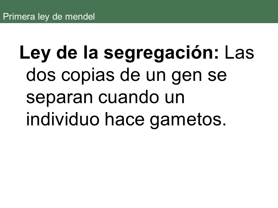 Primera ley de mendel Ley de la segregación: Las dos copias de un gen se separan cuando un individuo hace gametos.