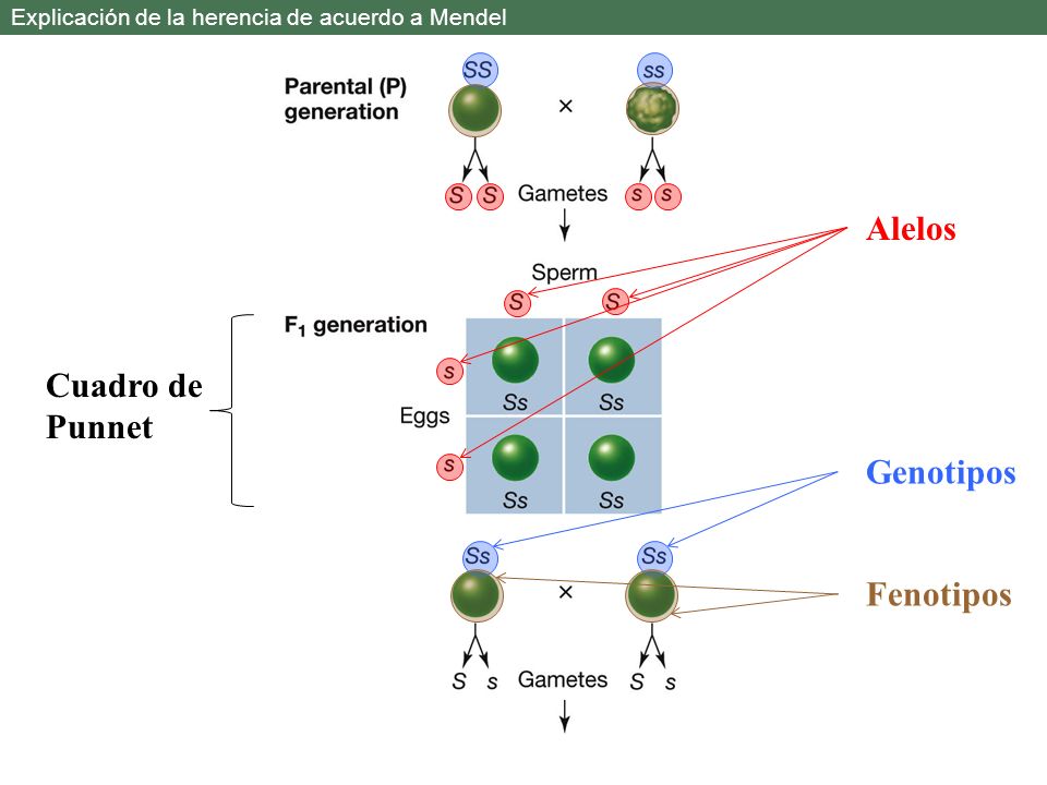 Alelos Cuadro de Punnet Genotipos Fenotipos