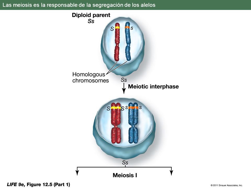 Las meiosis es la responsable de la segregación de los alelos
