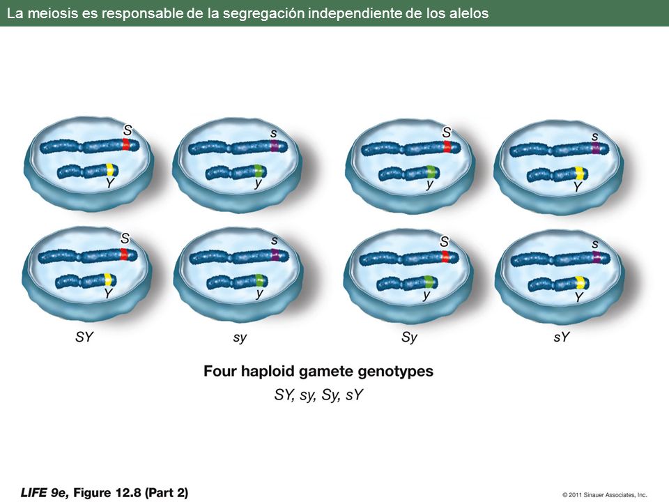 La meiosis es responsable de la segregación independiente de los alelos