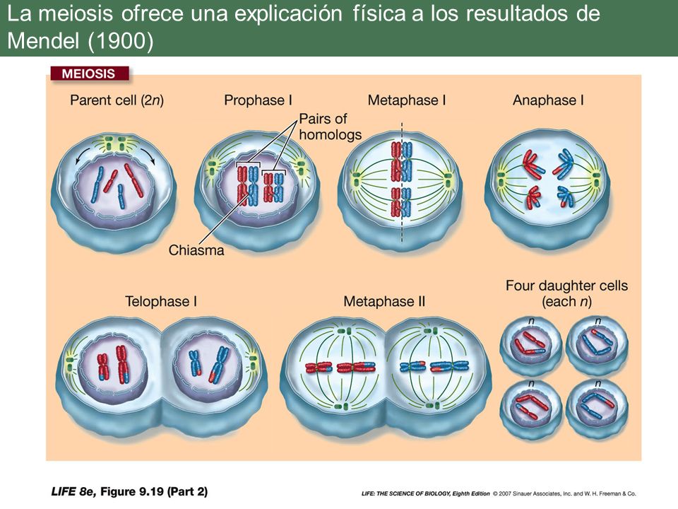 La meiosis ofrece una explicación física a los resultados de Mendel (1900)