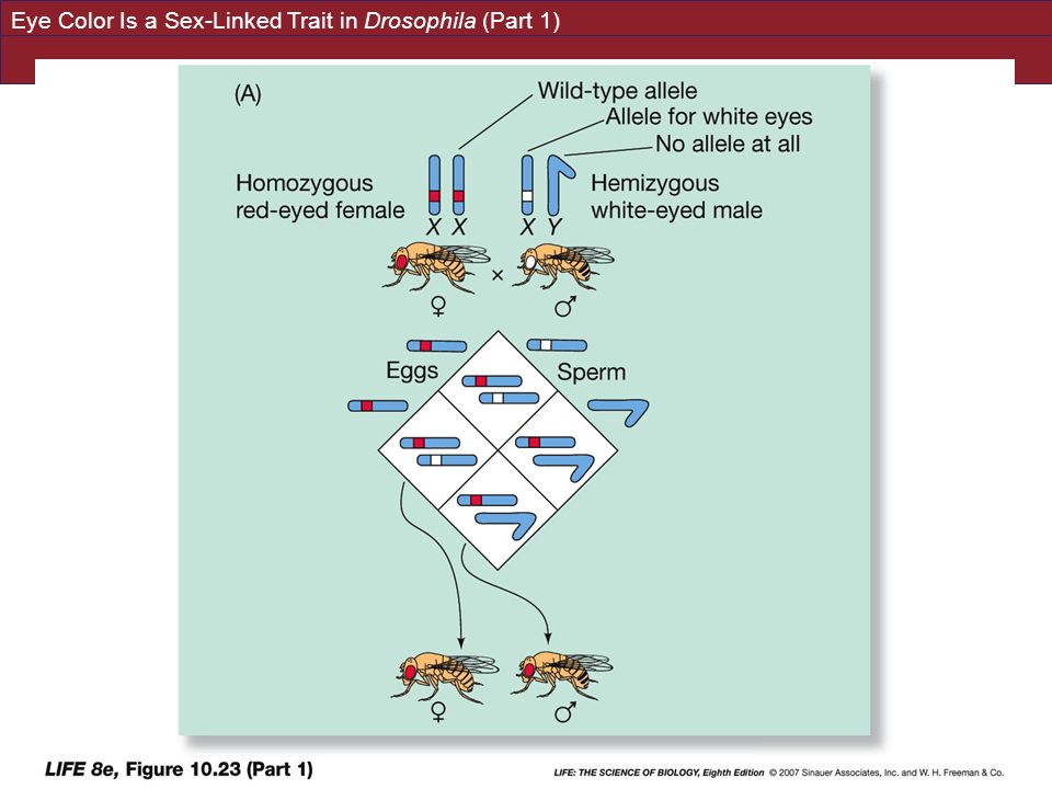Eye Color Is a Sex-Linked Trait in Drosophila (Part 1)