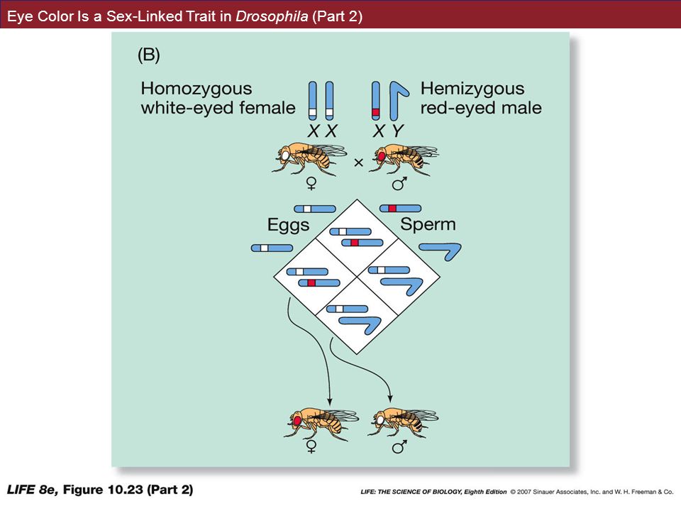 Eye Color Is a Sex-Linked Trait in Drosophila (Part 2)