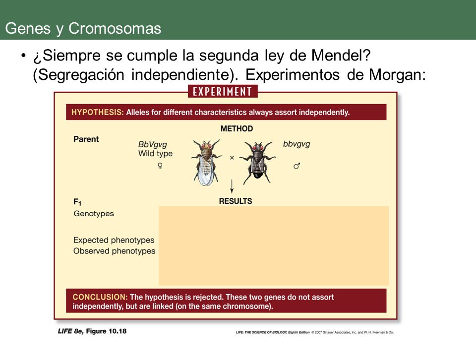 Genes y Cromosomas ¿Siempre se cumple la segunda ley de Mendel (Segregación independiente). Experimentos de Morgan: