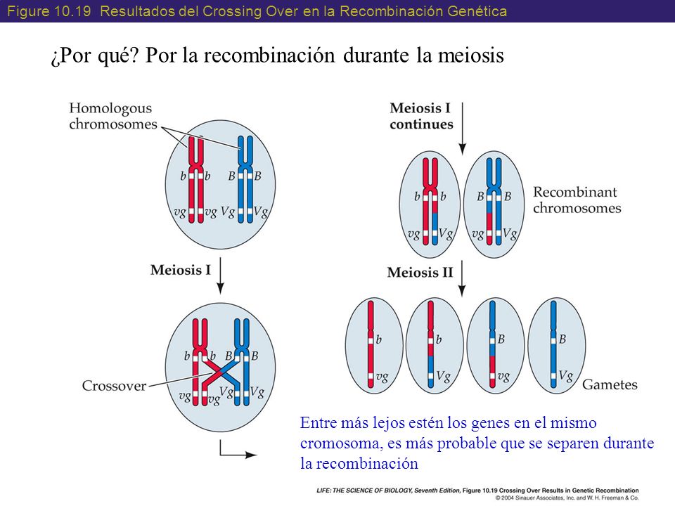 ¿Por qué Por la recombinación durante la meiosis