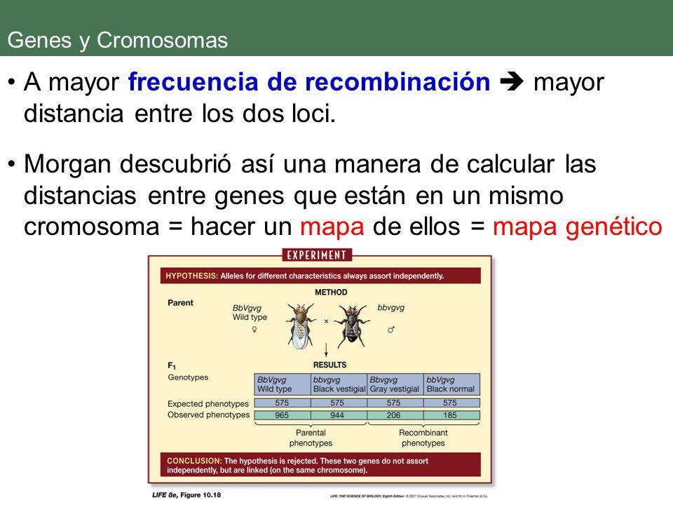 Genes y Cromosomas A mayor frecuencia de recombinación  mayor distancia entre los dos loci.