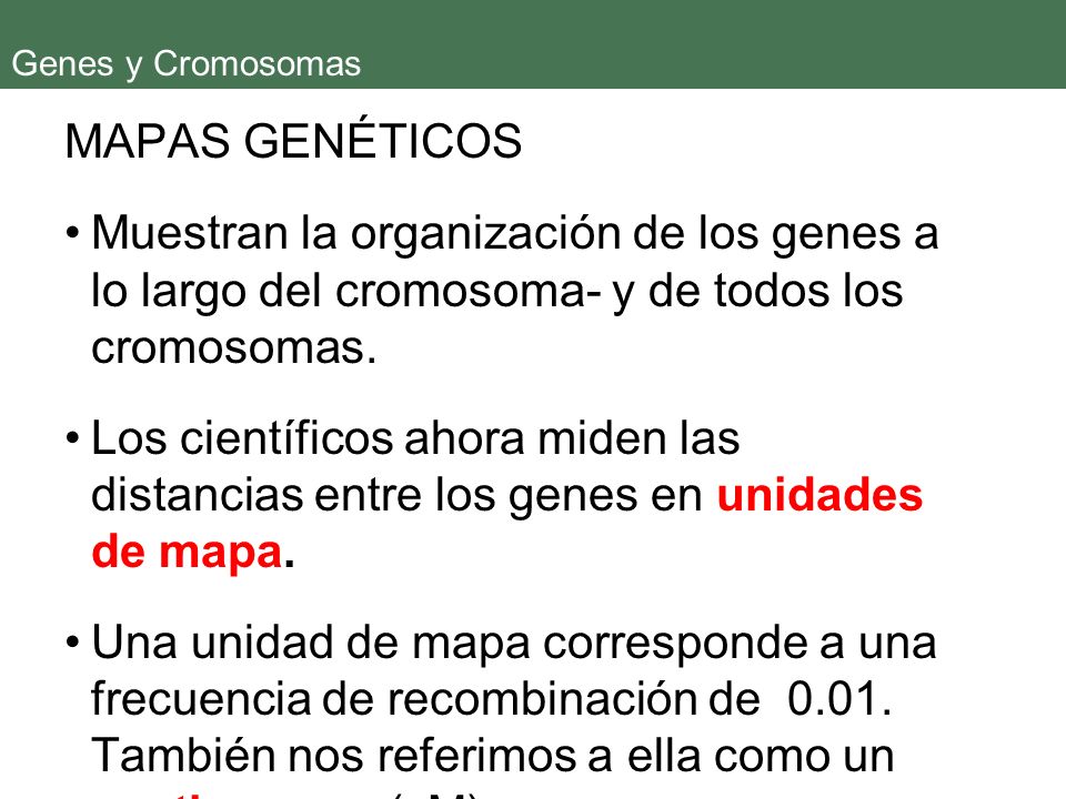 Genes y Cromosomas MAPAS GENÉTICOS. Muestran la organización de los genes a lo largo del cromosoma- y de todos los cromosomas.