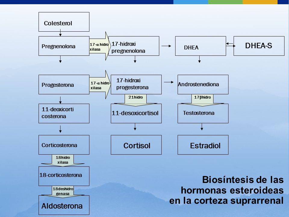 Biosíntesis de las hormonas esteroideas en la corteza suprarrenal