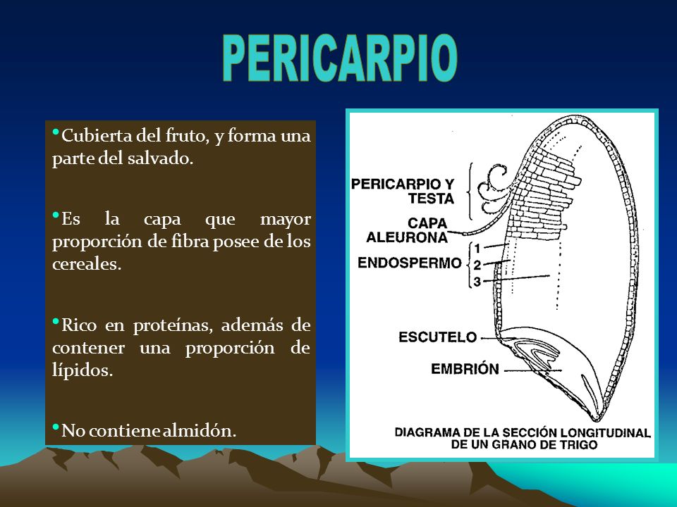 PERICARPIO Cubierta del fruto, y forma una parte del salvado.