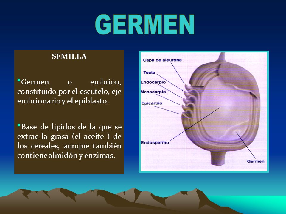 GERMEN SEMILLA. Germen o embrión, constituido por el escutelo, eje embrionario y el epiblasto.