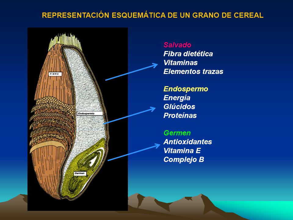 REPRESENTACIÓN ESQUEMÁTICA DE UN GRANO DE CEREAL