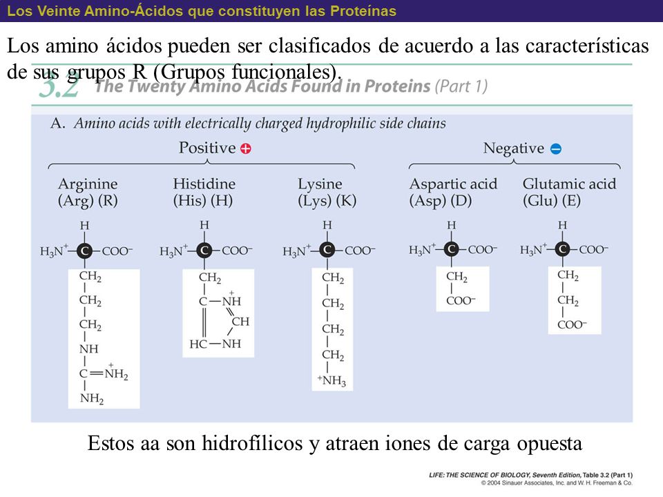 Estos aa son hidrofílicos y atraen iones de carga opuesta