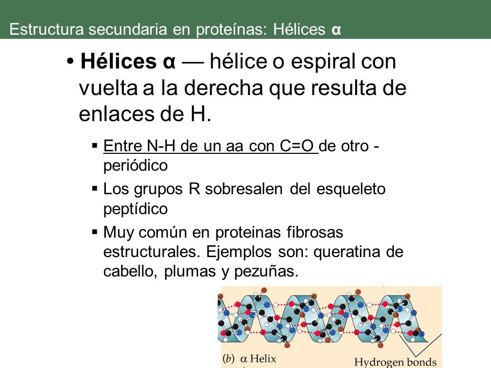 Estructura secundaria en proteínas: Hélices α