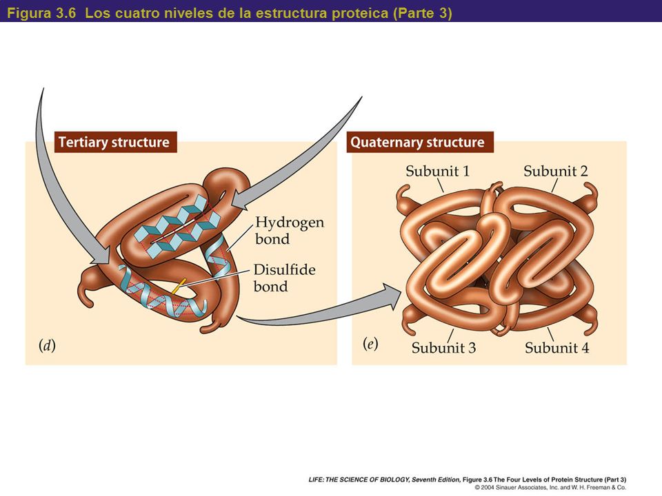 Figura 3.6 Los cuatro niveles de la estructura proteica (Parte 3)
