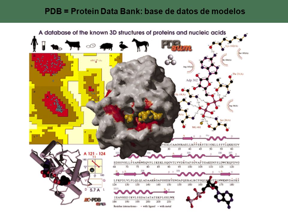 PDB = Protein Data Bank: base de datos de modelos
