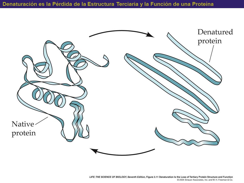 Denaturación es la Pérdida de la Estructura Terciaria y la Función de una Proteína