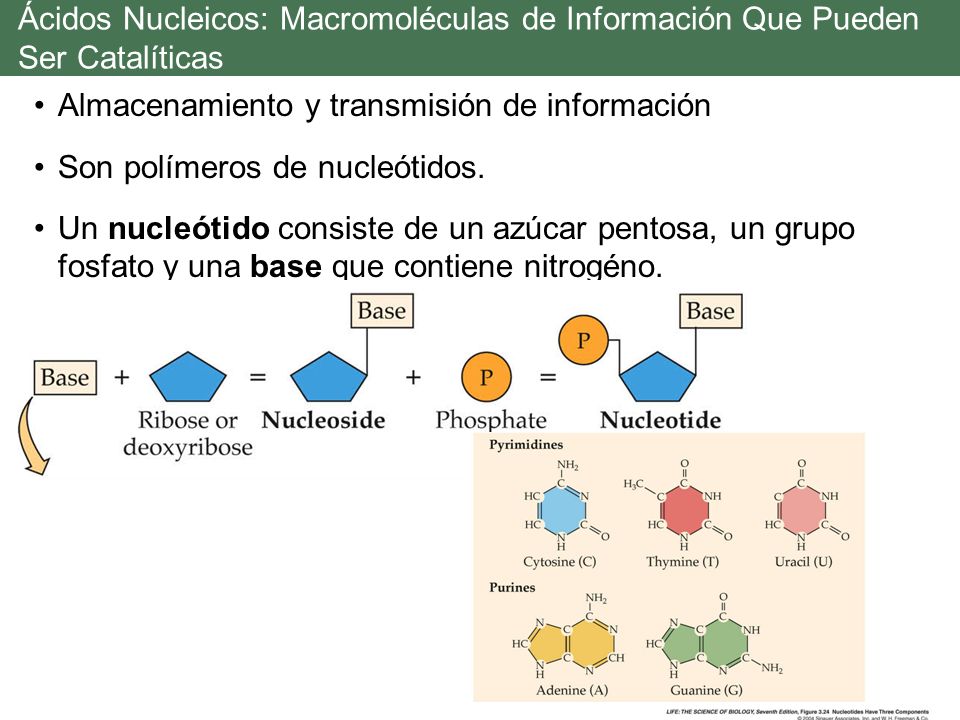 Ácidos Nucleicos: Macromoléculas de Información Que Pueden Ser Catalíticas