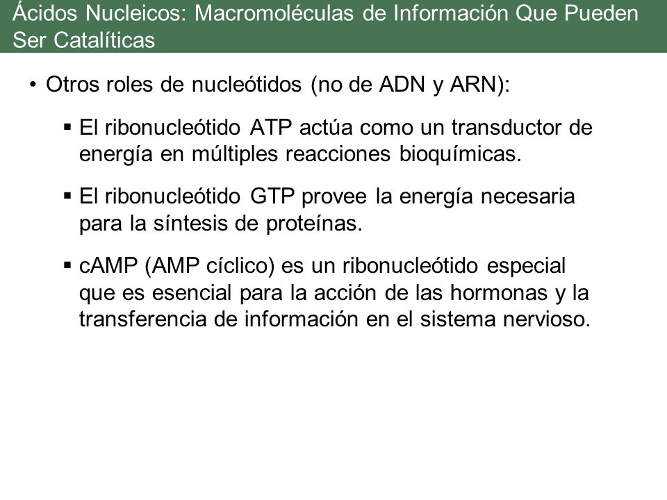 Ácidos Nucleicos: Macromoléculas de Información Que Pueden Ser Catalíticas