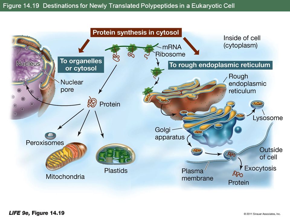 Figure Destinations for Newly Translated Polypeptides in a Eukaryotic Cell