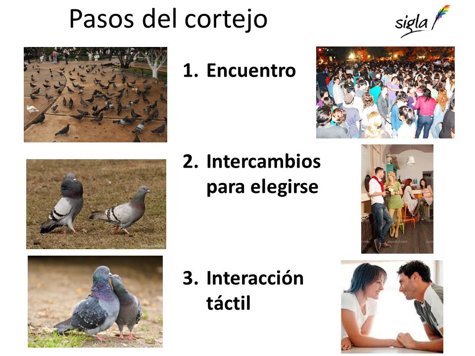 Pasos del cortejo Encuentro Intercambios para elegirse