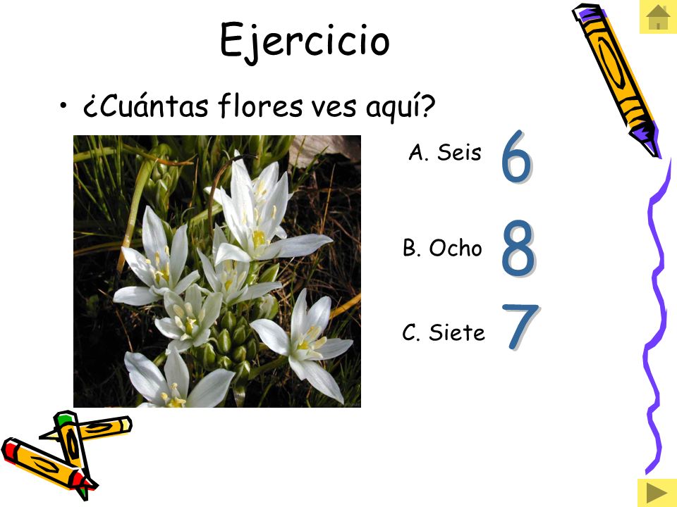 Ejercicio ¿Cuántas flores ves aquí 6 A. Seis 8 B. Ocho 7 C. Siete