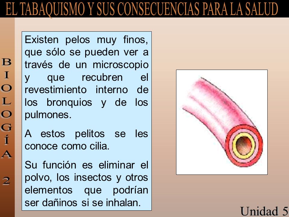 Existen pelos muy finos, que sólo se pueden ver a través de un microscopio y que recubren el revestimiento interno de los bronquios y de los pulmones.