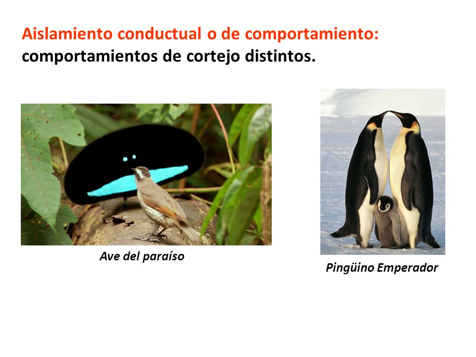 Aislamiento conductual o de comportamiento: comportamientos de cortejo distintos.