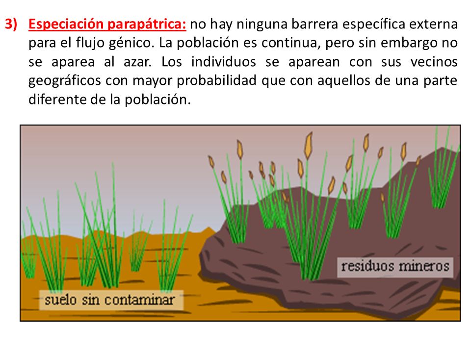 Especiación parapátrica: no hay ninguna barrera específica externa para el flujo génico. La población es continua, pero sin embargo no se aparea al azar. Los individuos se aparean con sus vecinos geográficos con mayor probabilidad que con aquellos de una parte diferente de la población.