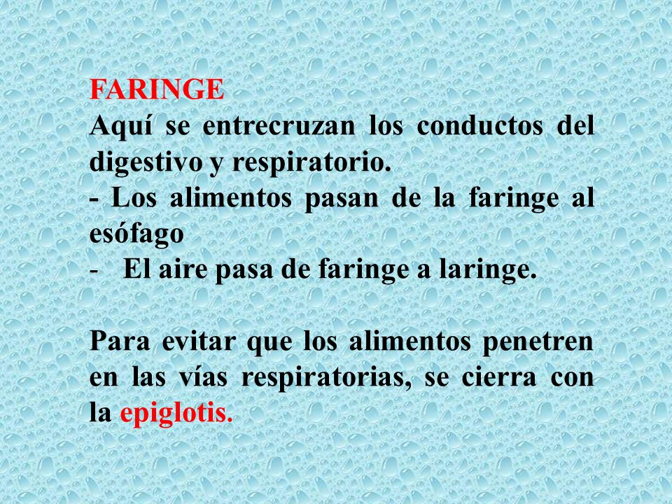 FARINGE Aquí se entrecruzan los conductos del digestivo y respiratorio. - Los alimentos pasan de la faringe al esófago.