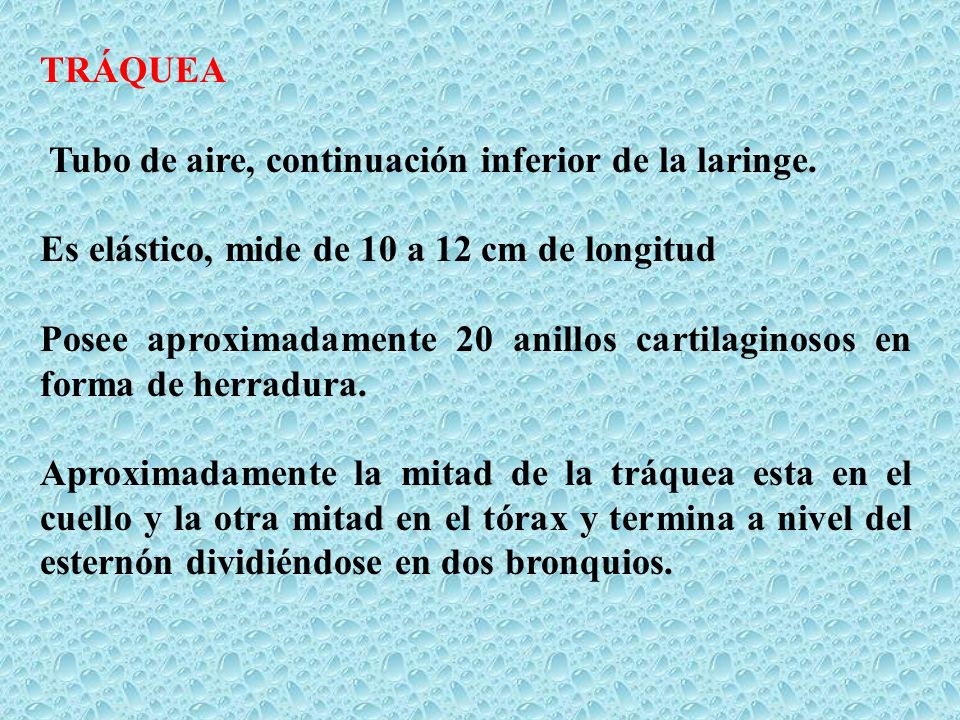 TRÁQUEA Tubo de aire, continuación inferior de la laringe. Es elástico, mide de 10 a 12 cm de longitud.