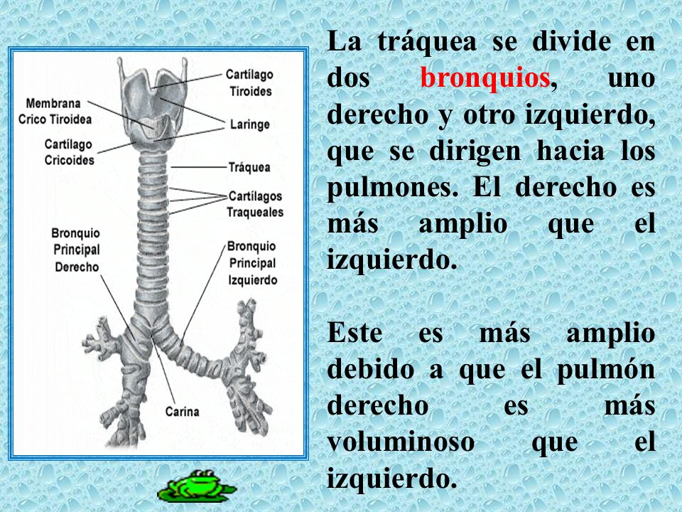 La tráquea se divide en dos bronquios, uno derecho y otro izquierdo, que se dirigen hacia los pulmones. El derecho es más amplio que el izquierdo.