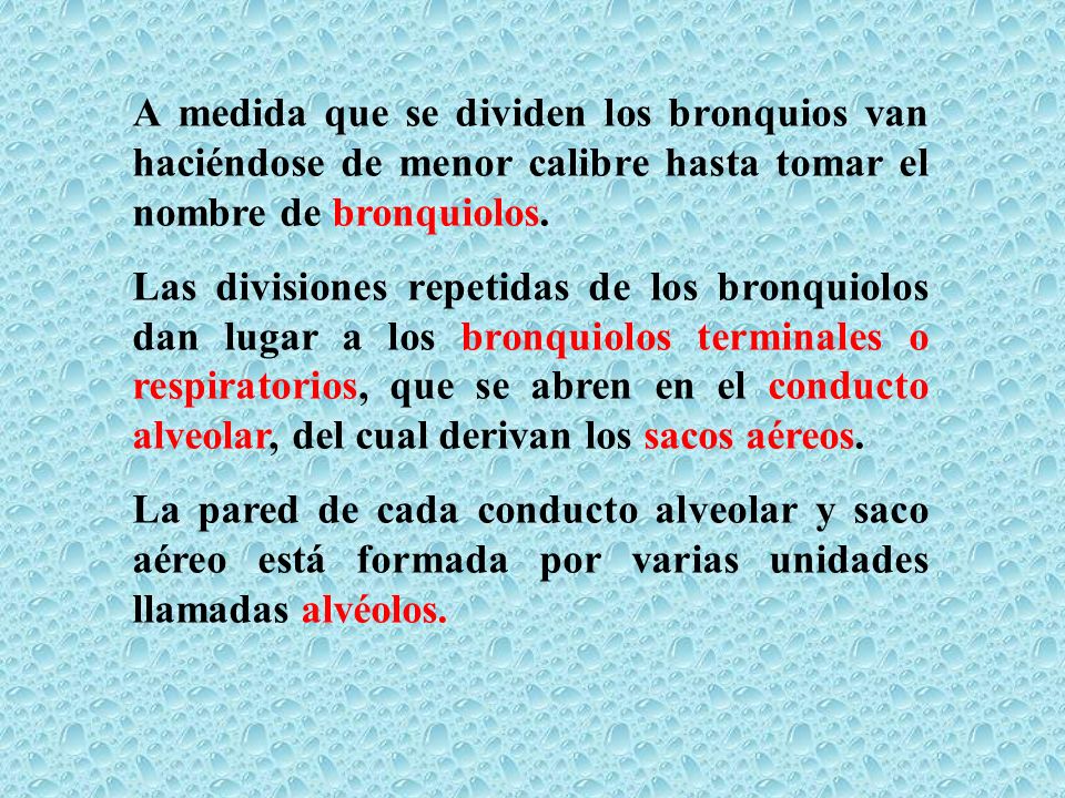 A medida que se dividen los bronquios van haciéndose de menor calibre hasta tomar el nombre de bronquiolos.