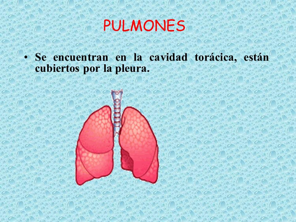 PULMONES Se encuentran en la cavidad torácica, están cubiertos por la pleura.