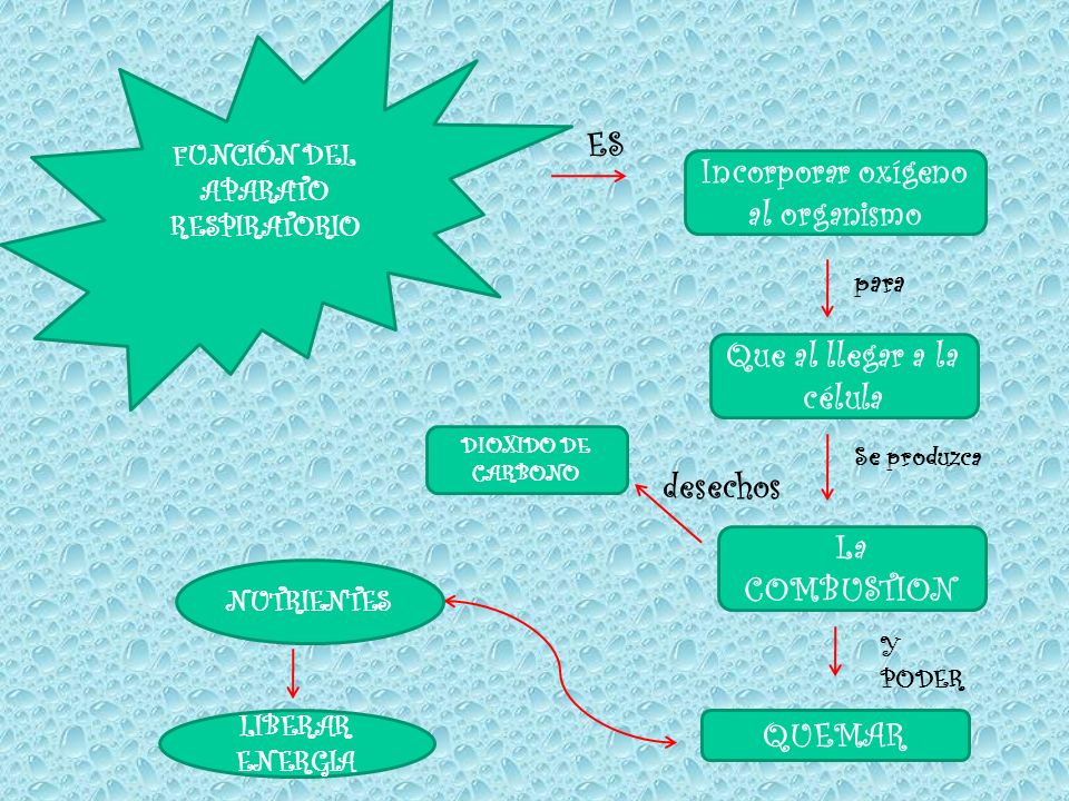 Incorporar oxígeno al organismo Que al llegar a la célula