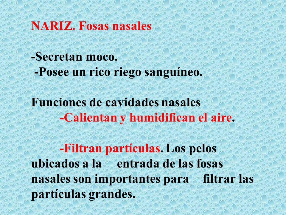 NARIZ. Fosas nasales -Secretan moco. -Posee un rico riego sanguíneo. Funciones de cavidades nasales.