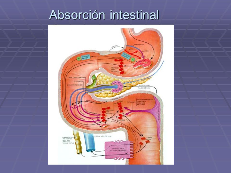 Absorción intestinal
