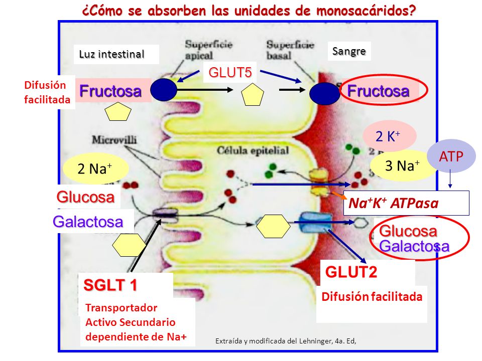 ¿Cómo se absorben las unidades de monosacáridos