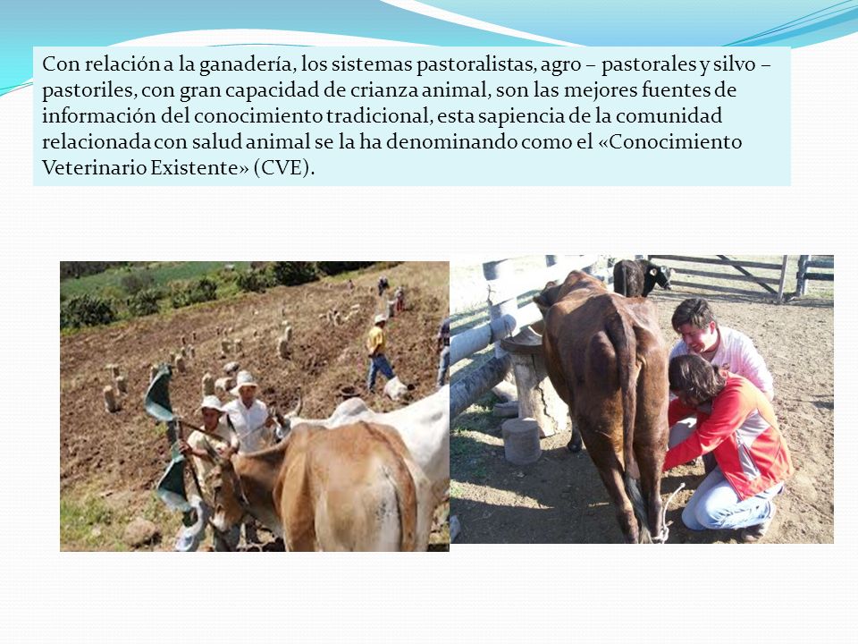 Con relación a la ganadería, los sistemas pastoralistas, agro – pastorales y silvo –pastoriles, con gran capacidad de crianza animal, son las mejores fuentes de información del conocimiento tradicional, esta sapiencia de la comunidad relacionada con salud animal se la ha denominando como el «Conocimiento Veterinario Existente» (CVE).