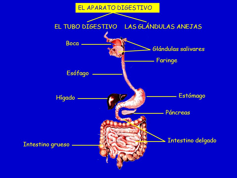 EL APARATO DIGESTIVO EL TUBO DIGESTIVO. LAS GLÁNDULAS ANEJAS. Boca. Glándulas salivares. Faringe.