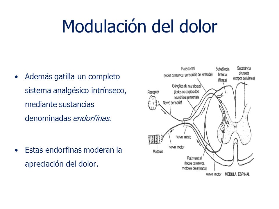 Modulación del dolor Además gatilla un completo sistema analgésico intrínseco, mediante sustancias denominadas endorfinas.
