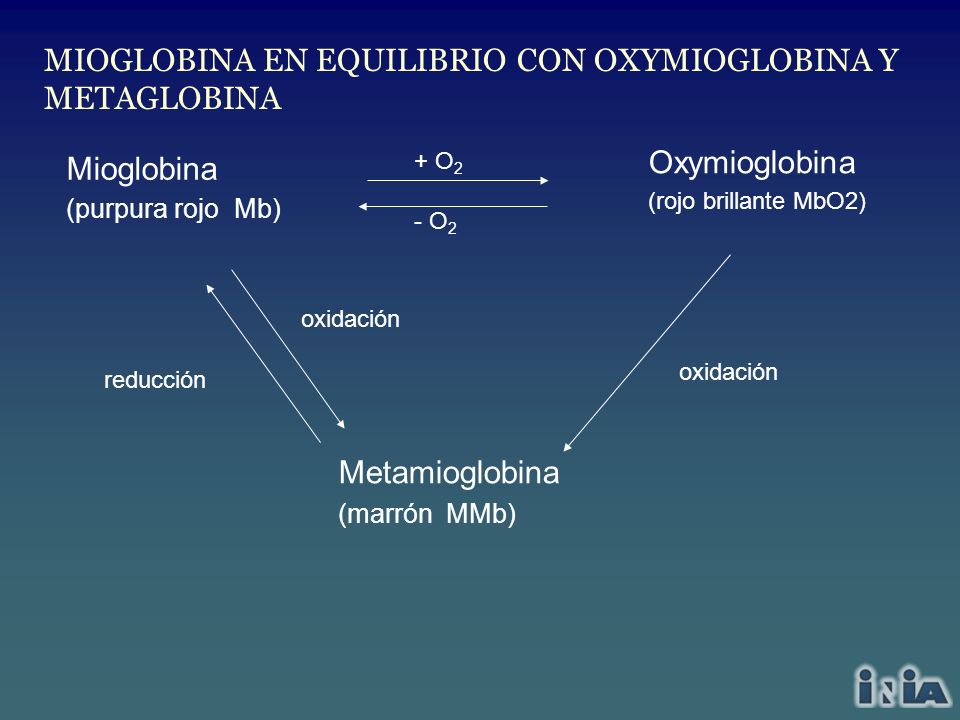 MIOGLOBINA EN EQUILIBRIO CON OXYMIOGLOBINA Y METAGLOBINA