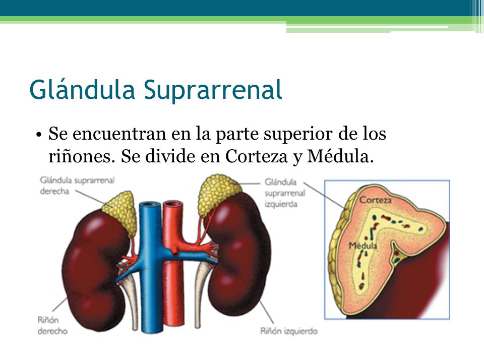 Glándula Suprarrenal Se encuentran en la parte superior de los riñones.