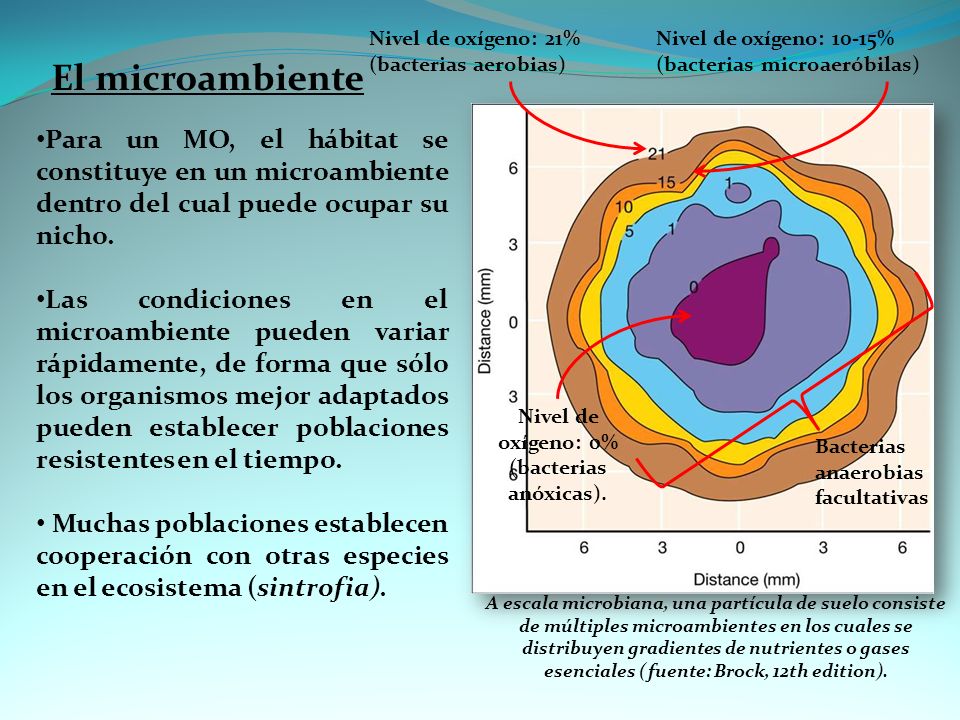 Nivel de oxígeno: 21% (bacterias aerobias) Nivel de oxígeno: 10-15% (bacterias microaeróbilas) El microambiente.