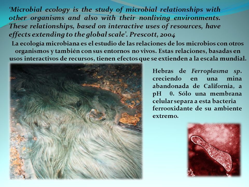 ‘Microbial ecology is the study of microbial relationships with other organisms and also with their nonliving environments. These relationships, based on interactive uses of resources, have effects extending to the global scale’. Prescott, 2004